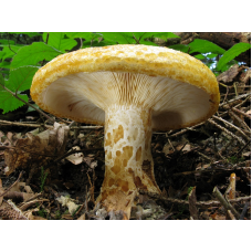 Мицелий Груздя желтого / Груздь ямчатый ( Lactarius scrobiculatus)